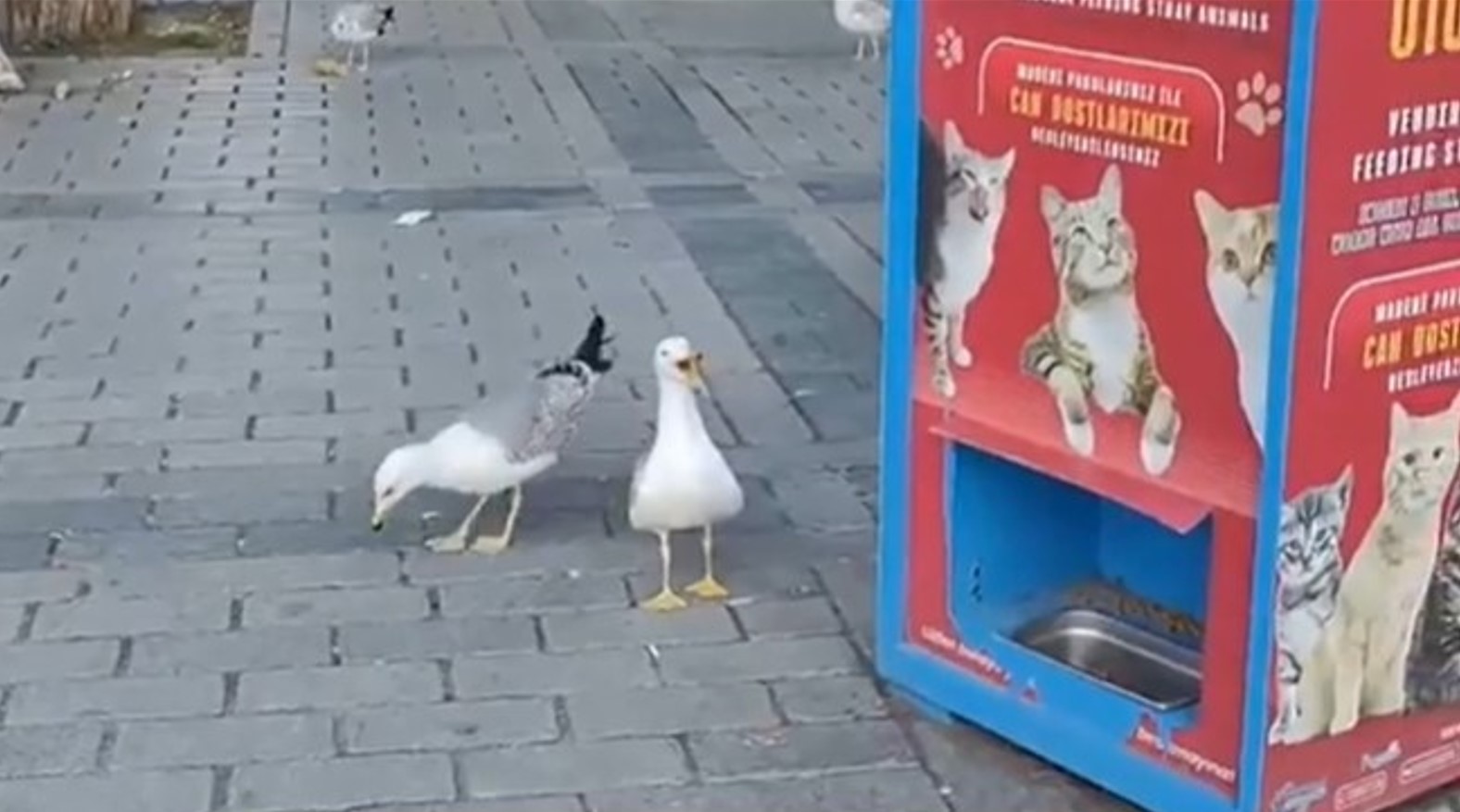 galeb mjavka